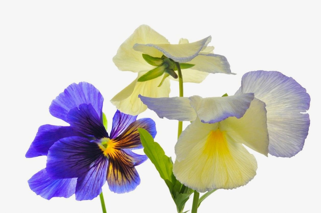 Top Flower Arrangement Trends in 2025